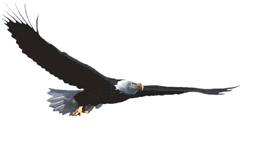 wild eagle lodge logo